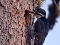 IMG 2003c  Black-backed Woodpecker (Picoides arcticus) - female at nest